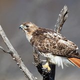 12SB3834 Red-tailed Hawk